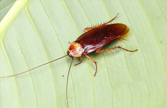 如何進(jìn)行蟑螂滅治？讓我來(lái)帶你看一下